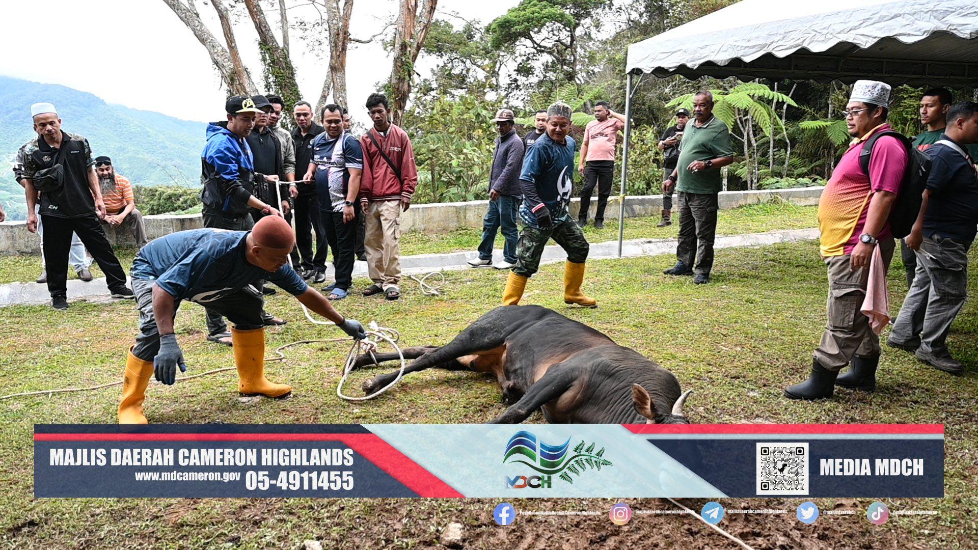 qurban